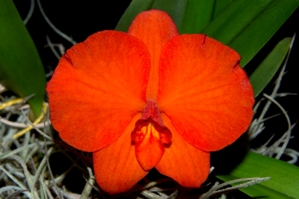 Cattleya coccinea 'Paradox Ann' AM/AOS 84 pts.